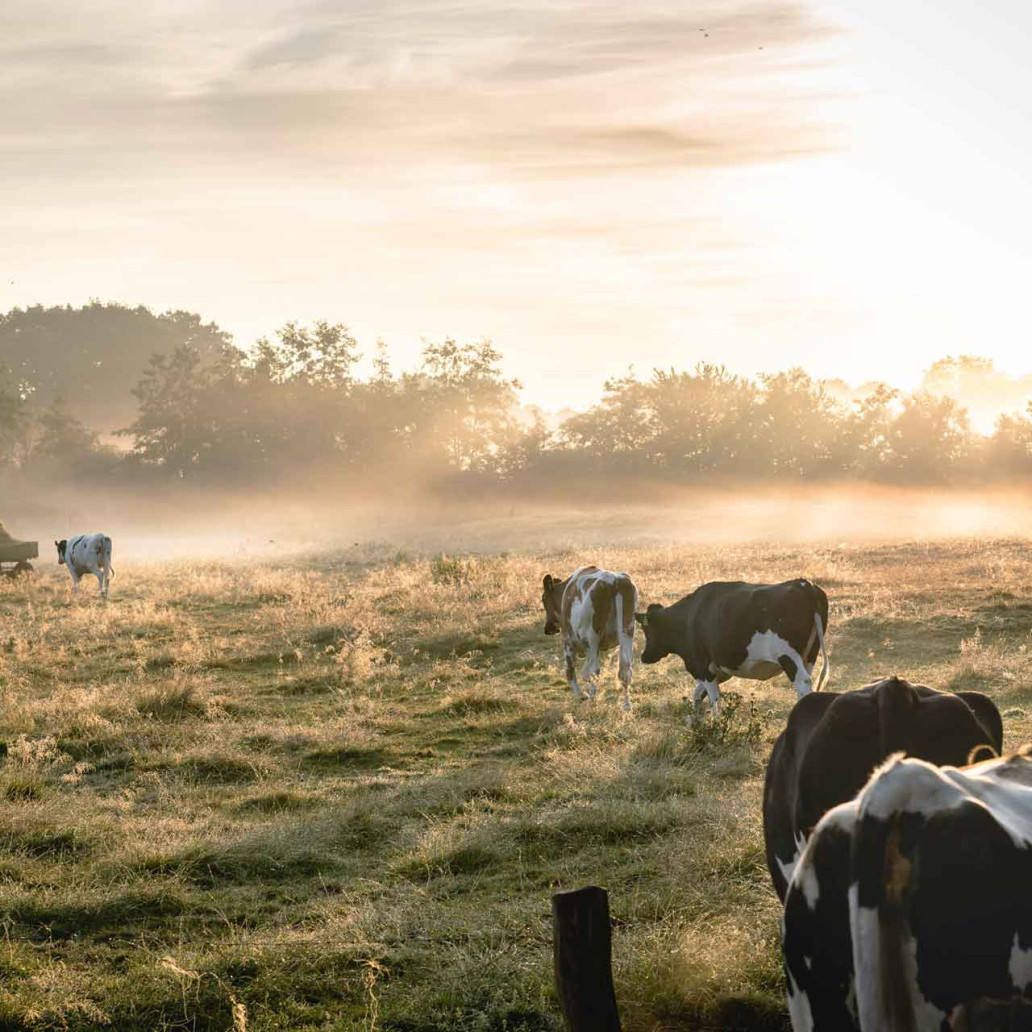 Duedilatte - Natural fibres, yarns and fabrics - Cows