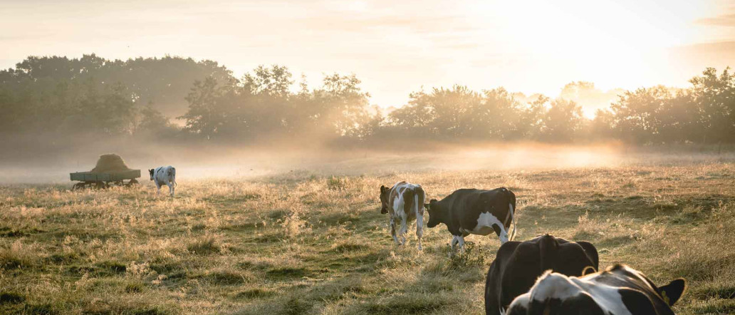 Duedilatte - Natural fibres, yarns and fabrics - Cows